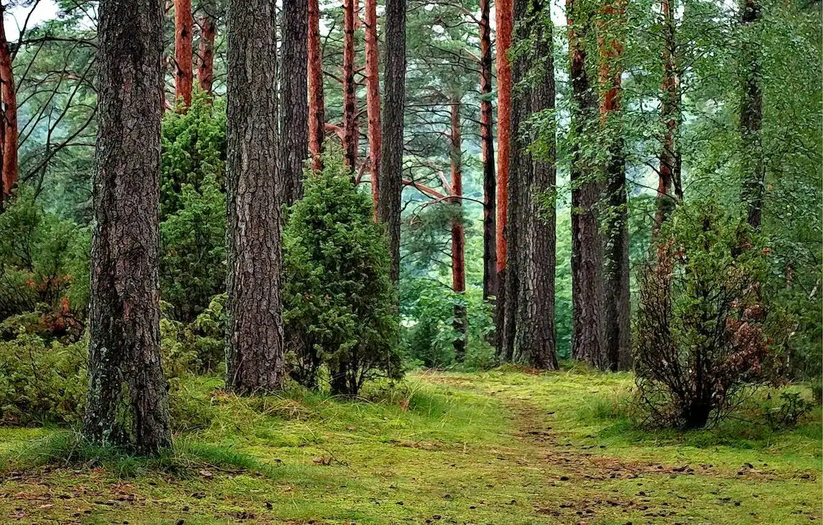 nature bien-être