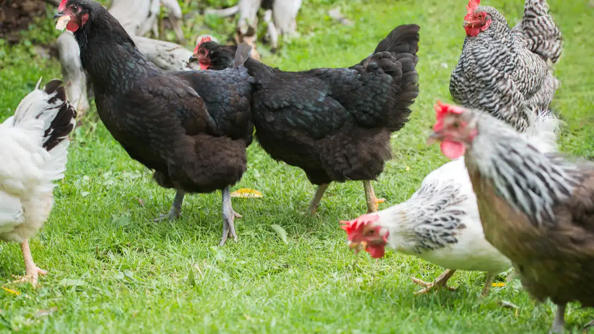 Poule cendrée la meilleure des pondeuses