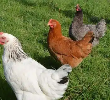 Poule cendrée la meilleure des pondeuses