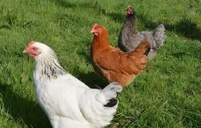 Poule cendrée la meilleure des pondeuses