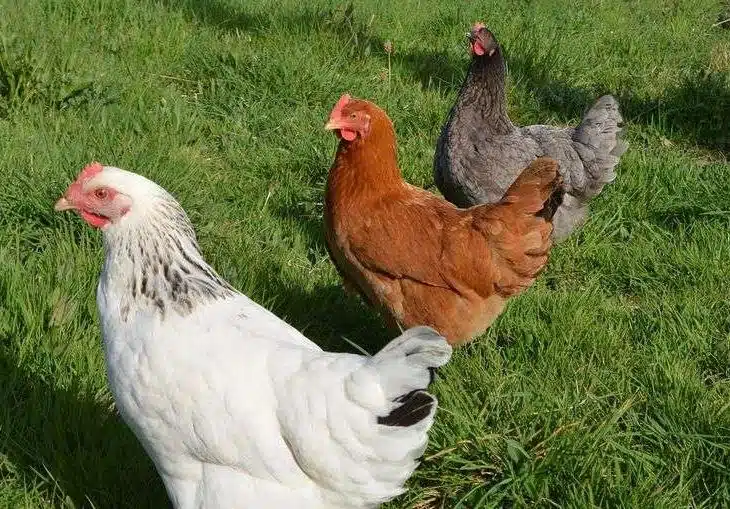 Poule cendrée la meilleure des pondeuses